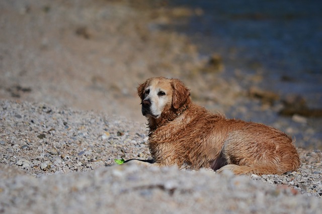 Godbidder på budget: Sådan finder du de bedste hundemad tilbud